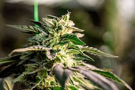 Discovering the Best Marijuana Seeds Ohio A Comprehensive Guide